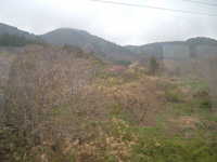  dscf0438.jpg 