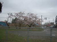  dscf0511.jpg 