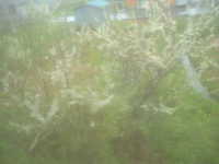  dscf0522.jpg 