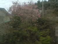  dscf0593.jpg 