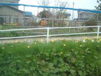  dscf0597.jpg 