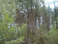  dscf0616.jpg 