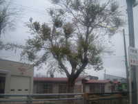  dscf0686.jpg 