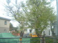  dscf0688.jpg 