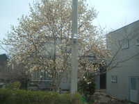  dscf0689.jpg 
