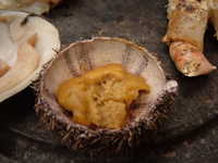  dscf0931.jpg 