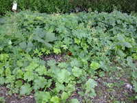  dscf0423.jpg 