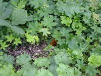  dscf0424.jpg 