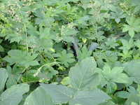  dscf0426.jpg 