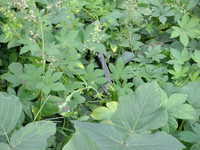  dscf0427.jpg 