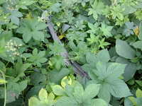  dscf0431.jpg 