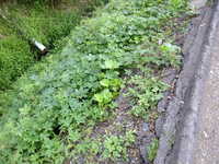  dscf0442.jpg 